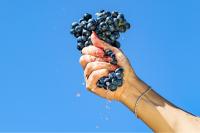 Sonoma County Wineries Building a Brighter Future