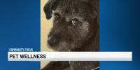 National Pet Wellness Month: Suncoast animal advocate shares tips to keep pets healthy