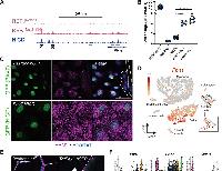 Muscle stem cells produce a protective Fibrillin-1 matrix to prevent precocious activation