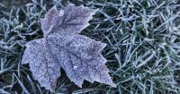 Environment Canada issues overnight frost advisory for Toronto