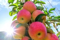 Pacific Northwest secures $10 million in USDA specialty crop grants