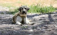 Spain’s pet owners face fines of up to €200,000 for animal welfare offences