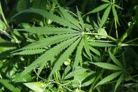 Warren Marijuana Heist: Guard Held at Gunpoint, Six Nabbed After U-Haul Chase