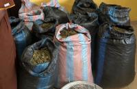 Marine Police arrest 31-year-old man over suspected cannabis plantation in Volta Region