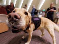 Meet Lucy: Arkansas State Police Evidence Dog to Visit UA Little Rock