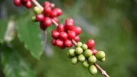UH Mānoa, Clemson, to lead new Innovation Lab for Coffee and Cacao