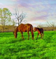 Maryland introduces horse industry strategic plan