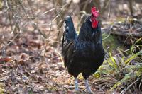 Michigan’s Strange Woods Chicken Isn’t What You Think