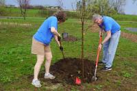 Minnesota Awards $7 Million to 50 Communities for Tree Management