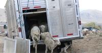 Sheep grazing returns Saturday in Carson City
