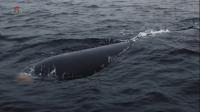 North Korea tests new high-precision AI-equipped torpedo: state media