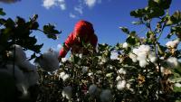 Case Study Outlines Keys to Scaling Organic Cotton Production in Pakistan