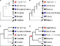 A comprehensive phylogenomic framework for brachiopod evolution among lophotrochozoans