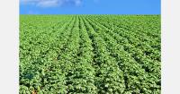 Hungary's potato acreage falls to 5,065 hectares as European yields decline
