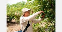 Camposol invests in Mexican avocado grower Jaliscavo