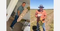 Peruvian garlic hit by poor harvest and pressure from smuggled Chinese garlic