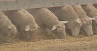Behind the business of Saskatchewan sheep farming