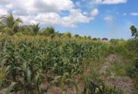 Ken Dam farmers benefit from improved roads, water access, and agricultural support