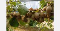 Second day of Greek Hayward harvest, with shipments already heading abroad