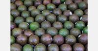 80% of Colombian Hass avocados destined for Europe enter through the ports of Algeciras and Rotterdam