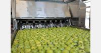 Successful year in Poland for the apple ranges