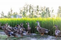 How a Rice Farm’s Duck Rescue Is Shaping the Future of Regenerative Food