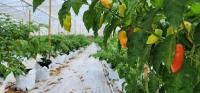 Farmers, fishers, agro-processors urged to renew commitment to food security