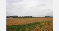 UK pumpkin grower to supply over 500,000 pumpkins to Aldi