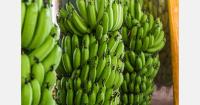 Queensland banana grower enjoys strong demand