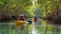 Mangrove Kayaking Offers a Quiet Way to See Panama’s Coastal Life Up Close