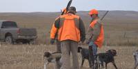 Rooster rush takes flight in South Dakota