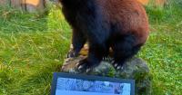 Zoo Boise earns top honors for red panda exhibit design
