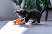 Maryland School Bus Driver Removed After Kitten Rescue Stop