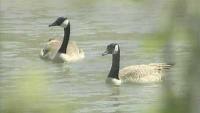 Missouri hunters warned to avoid sick or dead birds as bird flu cases surface