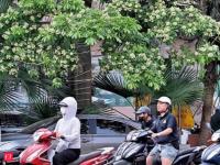 'Under attack' from fragrance, Hanoi prunes its famous blossoms