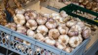 How Global Garlic Trade Works: Key Market Trends, Supply Chain Challenges, and Business Opportunities: