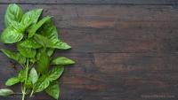 Basil: A culinary and medicinal powerhouse