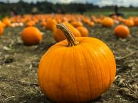 Texas Pumpkin Farmers Had a Rough Summer. What it Means for You