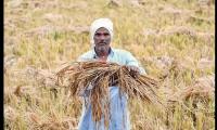 U’khand women farmers seek compensation for crop losses