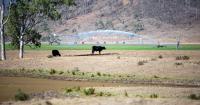 Farm animals: The hidden victims of climate change