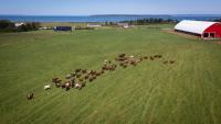 P.E.I.'s program to protect farmland from development a 'mirage,' report says