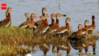 Black-bellied whistling ducks now breed in 90% of Texas counties; how the tropical species spread across the US