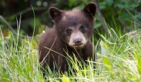 North Carolina bear cub survives days with its head trapped in a jar