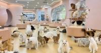 Living Better Than Humans? How China's Pampered Pets Are Astonishing the World