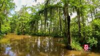 Honey Island Swamp tours reveal Louisiana wildlife and history