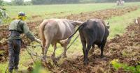 Guantánamo offers thousands of agricultural hectares, but it admits that only a small portion has irrigation facilities