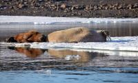 Alaska rescuers find walrus calf hidden between 2 dead adults, then nurse him to new home