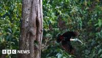 Brazil sees record fall in Amazon deforestation as key election looms