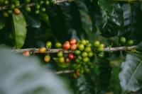 University of Hawaii to Lead New Federal Coffee and Cacao Research Lab