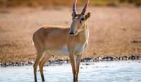 Mongolian Saiga Rebounds to 28,800, Returning to Native Range
